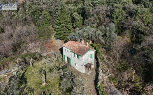 RUSTICO OLIVO